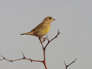 Greenfinch, Carduelis chloris