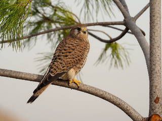 Kestrel, Falco tinnunculus