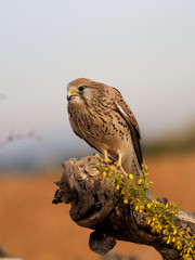 Kestrel, Falco tinnunculus
