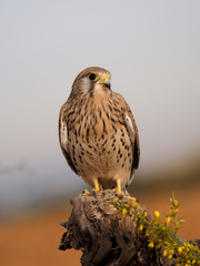 Kestrel, Falco tinnunculus