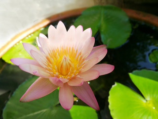 Beautiful pink lotus flower blooming.