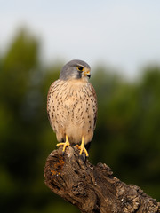 Kestrel, Falco tinnunculus