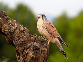 Kestrel, Falco tinnunculus