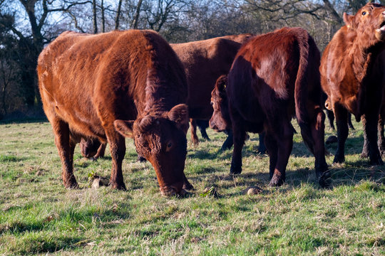 Herd of red dexter cattle eating fodder beet in grassy field