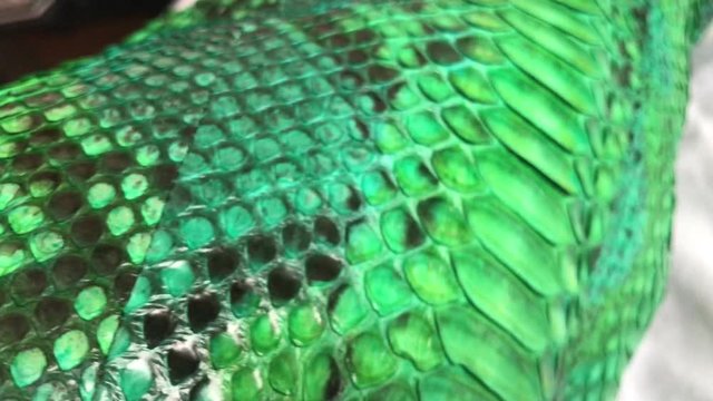 Green snakeskin python texture. Fashion luxury leather jacket close up.