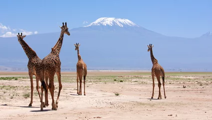 Naadloos Fotobehang Airtex Kilimanjaro Giraffes with kilimanjaro in africa