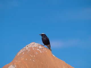White-Crowned Wheatear bird perched on a rock in Al Ula, Saudi Arabia