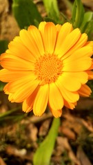 yellow flower in the garden