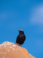 White-Crowned Wheatear bird perched on a rock in Al Ula, Saudi Arabia