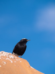 White-Crowned Wheatear bird perched on a rock in Al Ula, Saudi Arabia