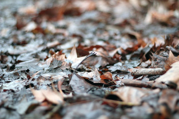 Bl&auml;tter im Fr&uuml;hjahr