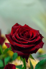 Red Rose