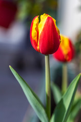 Red-yellow flowers tulips close-up on a blurred background