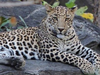 Fototapeta na wymiar leopard sitting on rock in africa