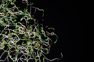 Young microgreen sprouts of fresh, radish, lucerne, fenugreek on black background, macro top view, with copyspace