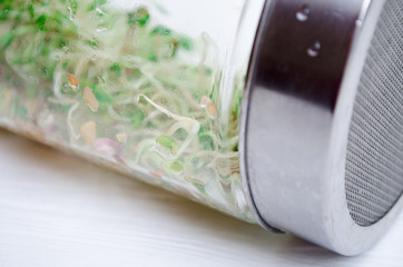 Glass jar with a metal lid and sieve, for microgreen, young sprouts of radish, lucerne, fenugreek plants on white background closeup