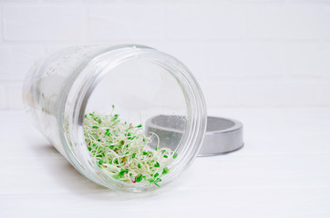 Glass jar with a metal lid and sieve, for microgreen, young sprouts of radish, lucerne, fenugreek plants on white background