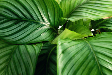 Close up green tropical calathea leaves. Foliage texture background.