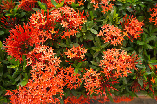 Shrub of ixora coccinea red jungle geranium flowers background