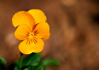 Head of yellow Viola lutea flower close up on a blurred background