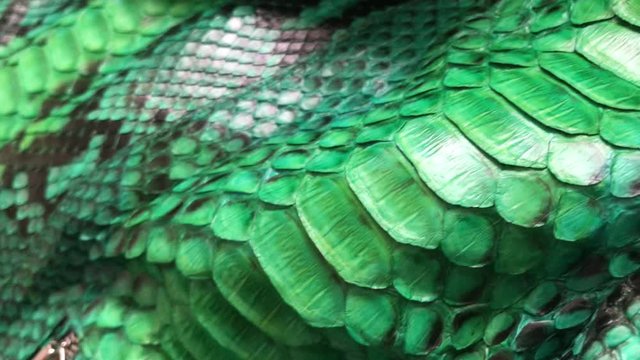 Green snakeskin python texture. Fashion luxury leather jacket close up.
