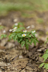 Blooming wood anemones in forest, early spring white forest flowers