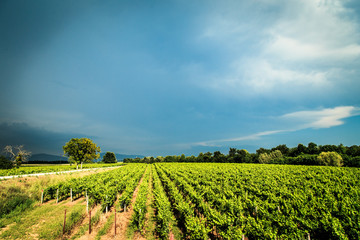 Storm over the vineyard