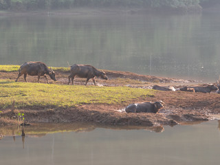 Water Buffaloes in Thakhek Province, Laos