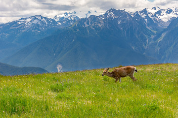 Fototapeta na wymiar Deer grazes in a mountain meadow in Olympic National Park, Washington