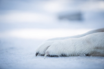 Paw in Snow
