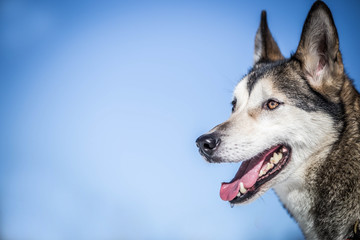 Dog and Sky
