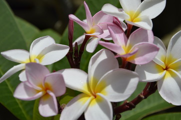 Obraz na płótnie Canvas tropical flowers frangipani plumeria