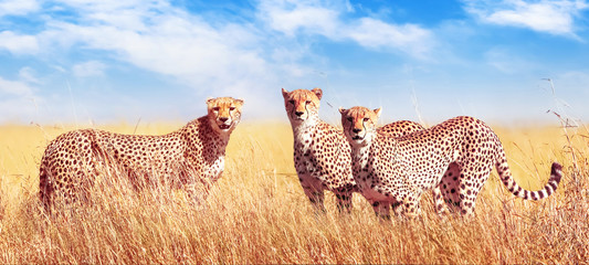 Group of cheetahs in the African savannah. Africa, Tanzania, Serengeti National Park. Banner...