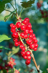 Red currants -  red French grapes. Ripe red currants close-up as background