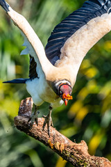 King vulture, Sarcoramphus papa, large bird found in Central and South America. Flying bird, forest...
