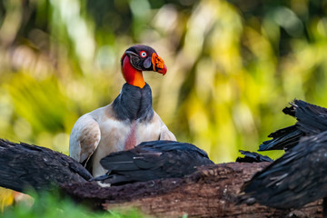 King vulture, Sarcoramphus papa, large bird found in Central and South America. Flying bird, forest in the background. Wildlife scene from tropic nature. Red head bird. Condor with open wing, Panama