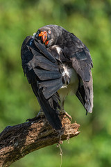 King vulture, Sarcoramphus papa, large bird found in Central and South America. Flying bird, forest in the background. Wildlife scene from tropic nature. Red head bird. Condor with open wing, Panama