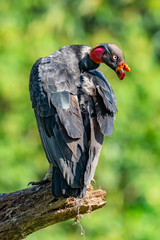 King vulture, Sarcoramphus papa, large bird found in Central and South America. Flying bird, forest in the background. Wildlife scene from tropic nature. Red head bird. Condor with open wing, Panama