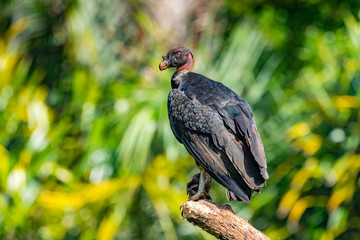 King vulture, Sarcoramphus papa, large bird found in Central and South America. Flying bird, forest in the background. Wildlife scene from tropic nature. Red head bird. Condor with open wing, Panama