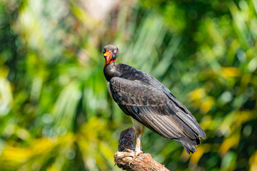 King vulture, Sarcoramphus papa, large bird found in Central and South America. Flying bird, forest in the background. Wildlife scene from tropic nature. Red head bird. Condor with open wing, Panama