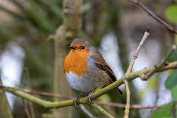 Robin