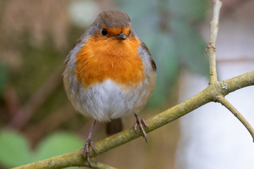 Robin