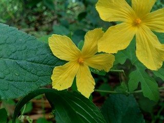 Isolated beautiful yellow flower in the natural background