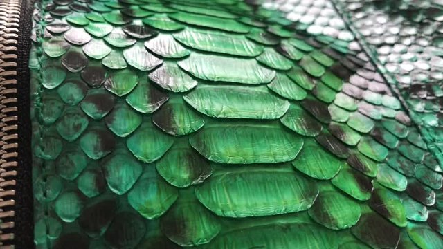Green snakeskin python texture. Fashion luxury leather jacket close up.
