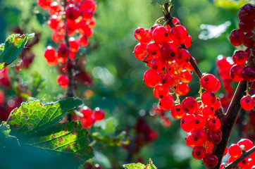 Red currants -  red French grapes. Ripe red currants close-up as background