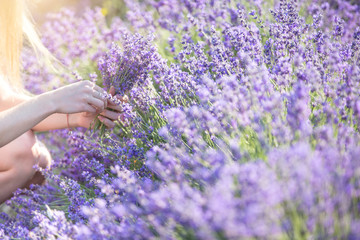 Flower picker at work. Fragrant field of blooming mountain lavender. Aromatherapy concept