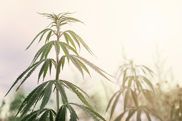 Fototapeta premium Cannabis Plants with Marijuana Buds Growing Outdoor and sunlight