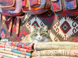 Cat resting on turkish rug