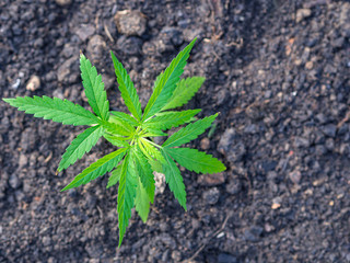 Top view of marijuana plant growing from the soil. Hemp green leaves for medical. Space for text. Farm cannabis plantation concept