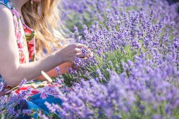 Flower picker at work. Fragrant field of blooming mountain lavender. Aromatherapy concept